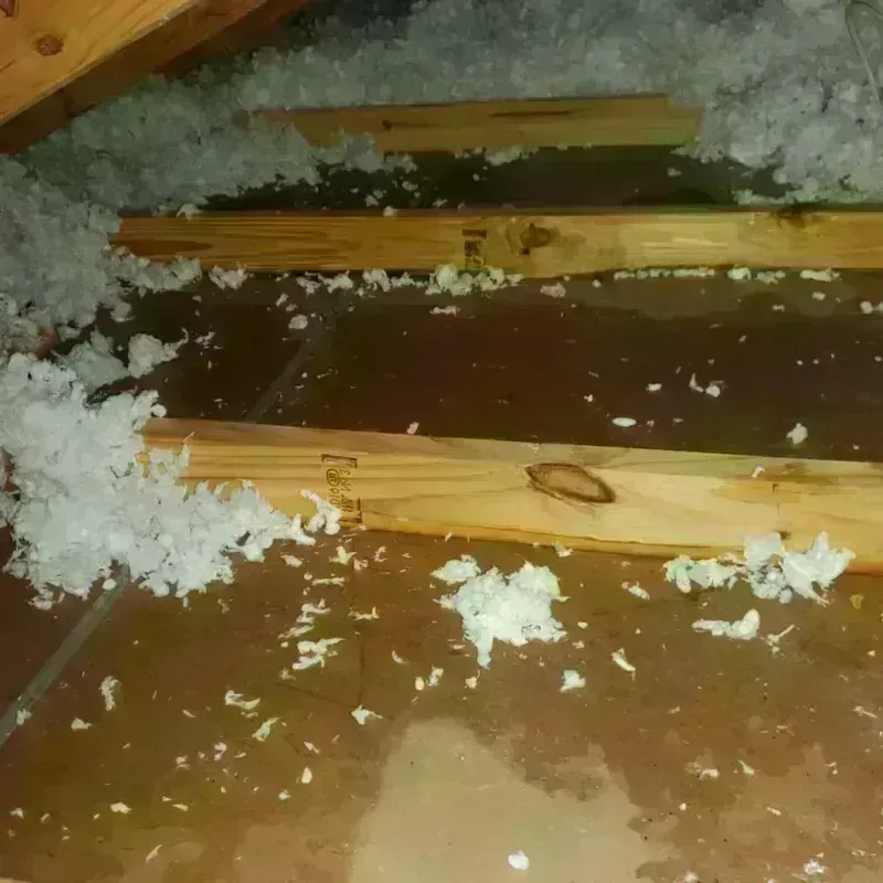 Attic Water Damage in Steele County, MN