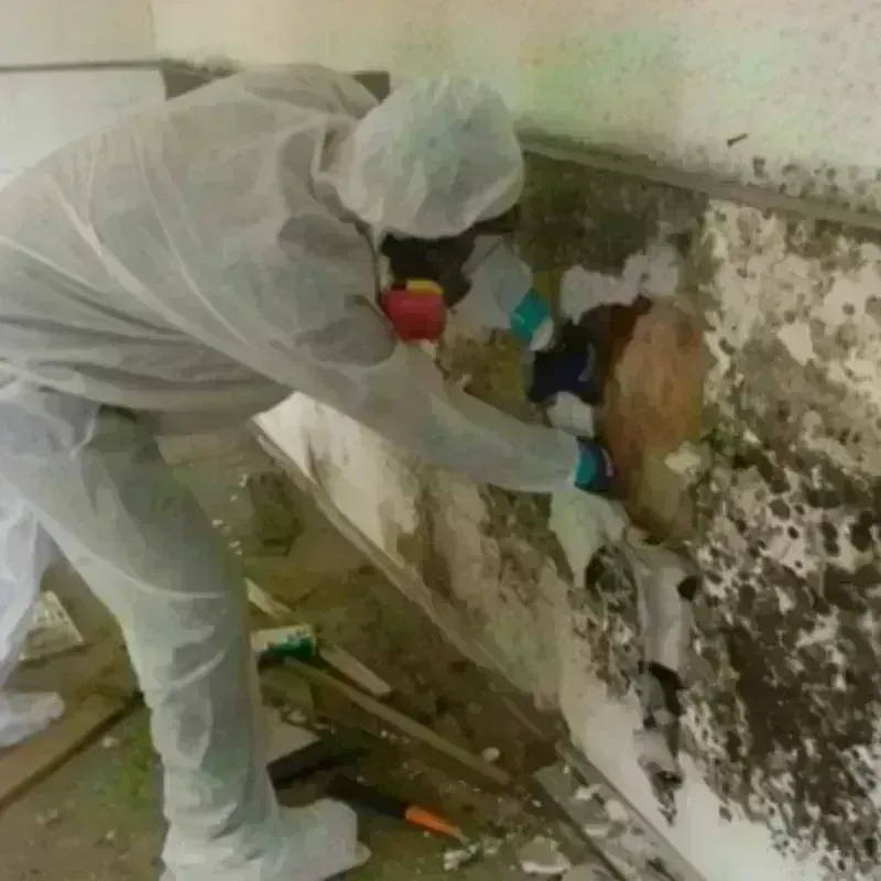 Mold Remediation and Removal in Steele County, MN